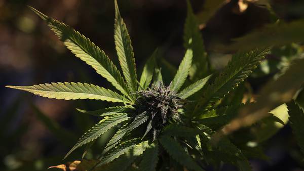 California falls to second in Marijuana use