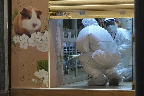 Coronavirus: Hong Kong to kill 2,000 small animals after hamsters test positive