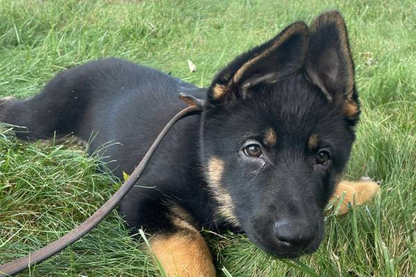 “Puppy Doe’ no more: Sheriff’s office selects crowdsourced name for newest K-9 officer