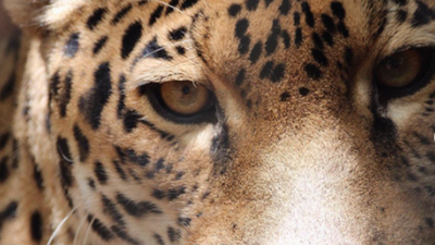 Photos: Zia the Jaguar
