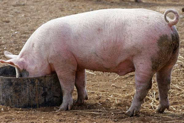Iowa man accused in deaths of more than 3,000 feeder hogs