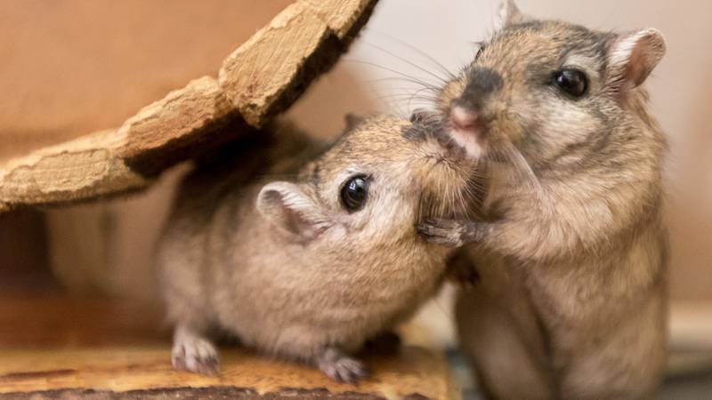 Gerbils