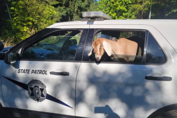 Washington state trooper gives 3 goats roaming highway a ride home