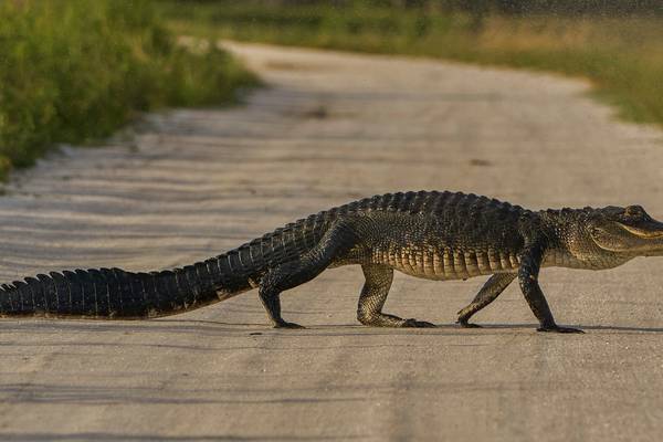 ‘See you later, alligator’: Tampa officers wrangle 9-footer near  Bucs’ stadium