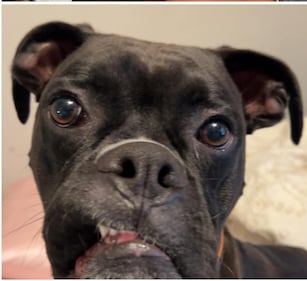 Check out all the adorable photos you sent us of your dogs on National Dog Day!
