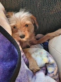 Check out all the adorable photos you sent us of your dogs on National Dog Day!