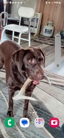 Check out all the adorable photos you sent us of your dogs on National Dog Day!