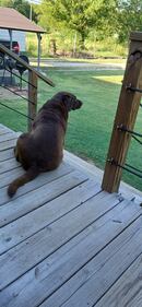 Check out all the adorable photos you sent us of your dogs on National Dog Day!