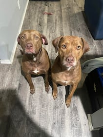 Check out all the adorable photos you sent us of your dogs on National Dog Day!