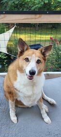 Check out all the adorable photos you sent us of your dogs on National Dog Day!