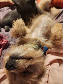 Check out all the adorable photos you sent us of your dogs on National Dog Day!