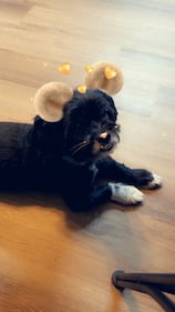 Check out all the adorable photos you sent us of your dogs on National Dog Day!