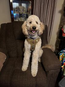 Check out all the adorable photos you sent us of your dogs on National Dog Day!