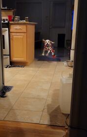 Check out all the adorable photos you sent us of your dogs on National Dog Day!