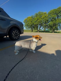 Check out all the adorable photos you sent us of your dogs on National Dog Day!