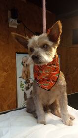 Check out all the adorable photos you sent us of your dogs on National Dog Day!
