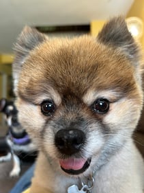 Check out all the adorable photos you sent us of your dogs on National Dog Day!