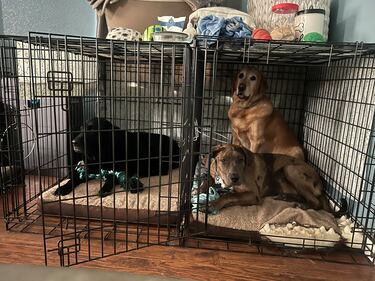 Check out all the adorable photos you sent us of your dogs on National Dog Day!