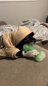 Check out all the adorable photos you sent us of your dogs on National Dog Day!