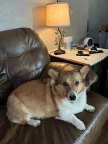Check out all the adorable photos you sent us of your dogs on National Dog Day!