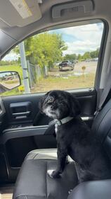 Check out all the adorable photos you sent us of your dogs on National Dog Day!