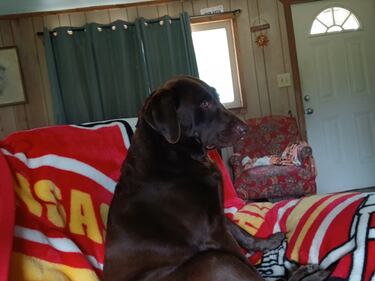 Check out all the adorable photos you sent us of your dogs on National Dog Day!