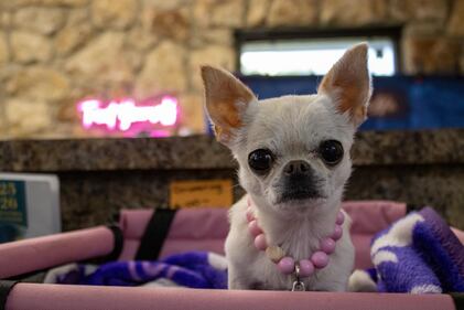 Check out all the adorable photos you sent us of your dogs on National Dog Day!