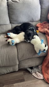 Check out all the adorable photos you sent us of your dogs on National Dog Day!