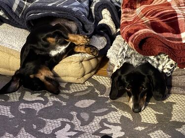 Check out all the adorable photos you sent us of your dogs on National Dog Day!