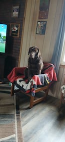 Check out all the adorable photos you sent us of your dogs on National Dog Day!