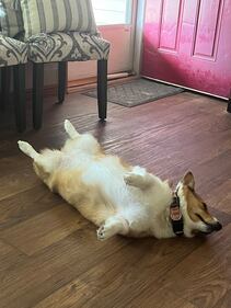 Check out all the adorable photos you sent us of your dogs on National Dog Day!
