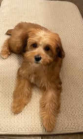 Check out all the adorable photos you sent us of your dogs on National Dog Day!