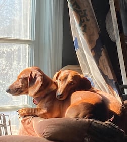Check out all the adorable photos you sent us of your dogs on National Dog Day!