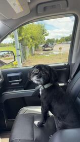 Check out all the adorable photos you sent us of your dogs on National Dog Day!