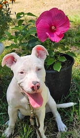 Check out all the adorable photos you sent us of your dogs on National Dog Day!