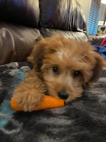 Check out all the adorable photos you sent us of your dogs on National Dog Day!