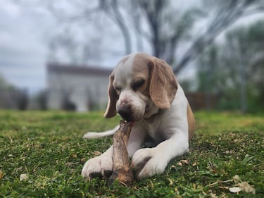 Check out all the adorable photos you sent us of your dogs on National Dog Day!