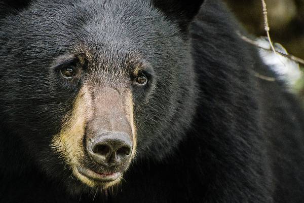 Black bear dies after getting trapped in car in eastern Tennessee